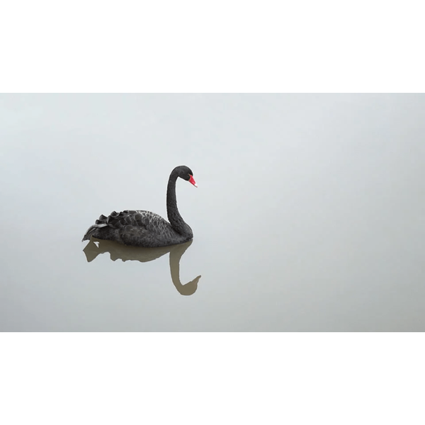 En svart svan som speglar sig i vattnet.