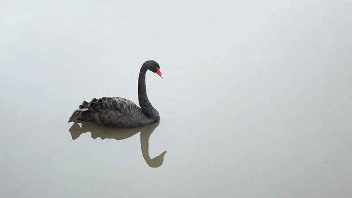En svart svan som speglar sig i vattnet.